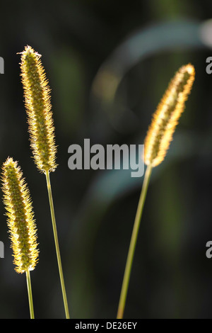 Lieschgras (Phleum Pratense), ergibt sich im Morgenlicht Stockfoto