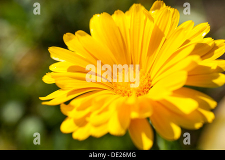 Ringelblume (Calendula Officinalis), gelbe Blume, Sachsen, Deutschland Stockfoto