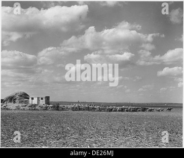 Haskell County, Kansas. Schaf. Die Landwirte hier haben auf einen Zeitpunkt oder ein anderes angehobenen Vieh, ein... 522114 Stockfoto