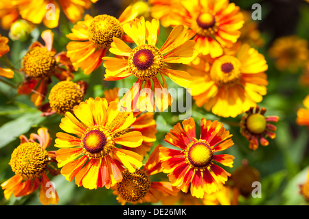 Sneezeweed (Helenium), Blumen, gelb und Orange, Deutschland Stockfoto