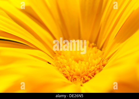 Ringelblume (Calendula Officinalis), gelbe Blume, Sachsen, Deutschland Stockfoto