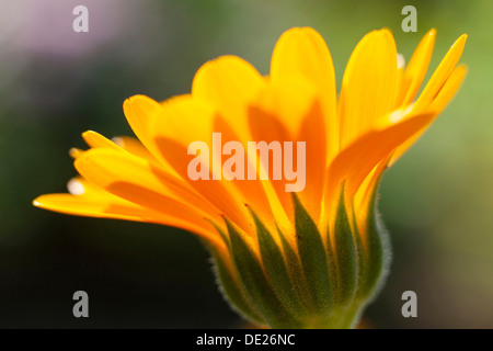 Ringelblume (Calendula Officinalis), gelbe Blume, Sachsen, Deutschland Stockfoto