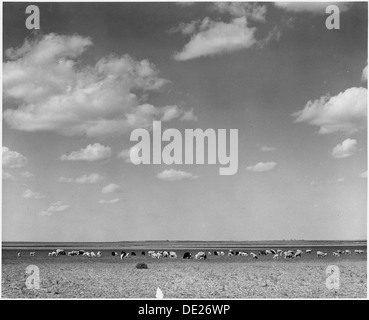 Haskell County, Kansas. Schaf. Die Landwirte hier haben auf einen Zeitpunkt oder ein anderes angehobenen Vieh, ein... 522116 Stockfoto