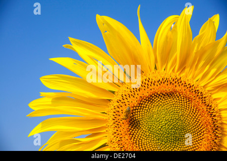 Blütenstand einer Sonnenblume (Helianthus Annuus) mit einer Honigbiene (Apis Mellifera), Deutschland Stockfoto