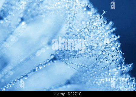 Löwenzahn (Taraxacum Officinale), Uhr bedeckt mit Tropfen von Tau, Riesa, Sachsen, Deutschland Stockfoto