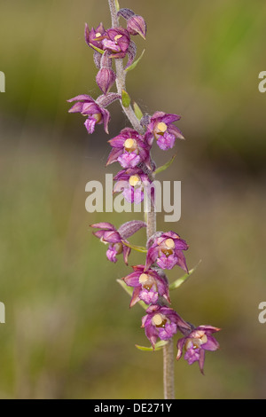 Dark Red Helleborine, Royal Helleborine, Braunrote Stendelwurz, Braunrote Ständelwurz, Epipactis Atrorubens, Serapias atrorubens Stockfoto