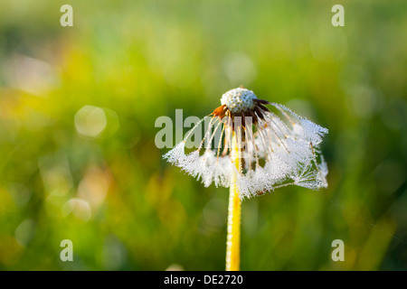 Löwenzahn (Taraxacum Officinale), Uhr und Spinnweben nass mit dem Tau, Riesa, Sachsen, Deutschland Stockfoto