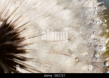 Löwenzahn (Taraxacum Officinale), Uhr bedeckt mit Tropfen von Tau, Riesa, Sachsen, Deutschland Stockfoto