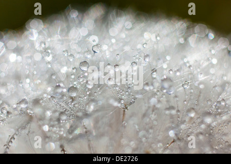 Löwenzahn (Taraxacum Officinale), Uhr bedeckt mit Tropfen von Tau, Riesa, Sachsen, Deutschland Stockfoto