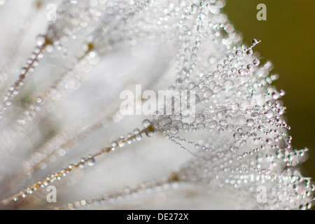 Löwenzahn (Taraxacum Officinale), Uhr bedeckt mit Tropfen von Tau, Riesa, Sachsen, Deutschland Stockfoto