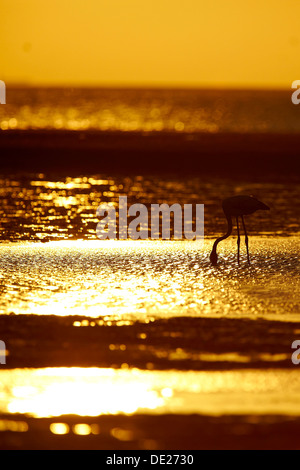 Rosaflamingo (Phoenicopterus Ruber), Walvis Bay, Namibia, Afrika Stockfoto