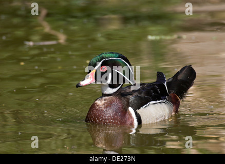 Brautente, Carolina Ente, Männlich, Brautente, Fotoarbeit-Ente, Männchen, Erpel, Aix Sponsa Stockfoto