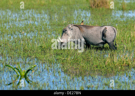 Rot-billed Oxpecker (Buphagus) auf ein Warzenschwein (Phacochoerus Africanus), Okavango Delta, Botswana, Afrika Stockfoto