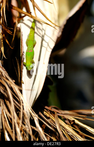 Goldstaub-Taggecko (Phelsuma Laticauda Laticauda) auf Bush, Big Island, Hawaii, USA Stockfoto