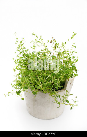 Oregano (Origanum Vulgare), Kraut, Heilpflanze Stockfoto