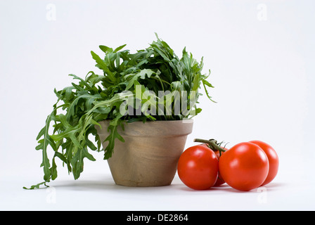 Rucola oder Rucola-Salat und Tomaten am Rebstock Stockfoto