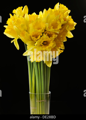 Wilde Narzissen, Fastenzeit Lilien (Narcissus Pseudonarcissus) Stockfoto