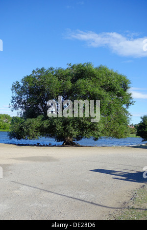 Einer feinen großen Weide wächst am Rande des Hornsea bloße East Yorkshire England Stockfoto