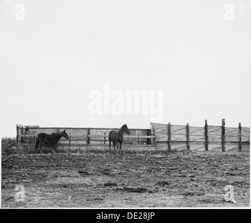 Haskell County, Kansas. Dieses Bild zeigt Pferde, die hinter eines Windschutzes. Pferde sind nicht... 522120 Stockfoto