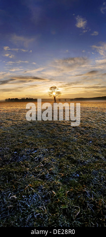 Sonnenuntergang mit einer einsamen Eiche auf einer Frost bedeckten Wiese, in der Nähe von Adelschlag, Bayern Stockfoto