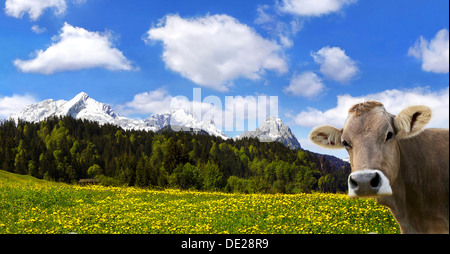 Kuh auf einer Almwiese mit Alpspitze Berg und Berg Zugspitze, Garmisch-Partenkirchen, Bayern Stockfoto