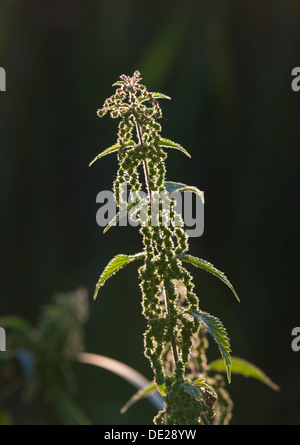 Brennnessel-Pflanze Stockfoto