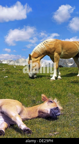 Haflinger-Fohlen liegen und schlafen auf einer Wiese, blauen Himmel und weiße Wolken, Grödnertal, Südtirol, Italien, Europa Stockfoto