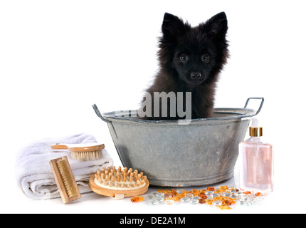 deutscher Spitz Welpen in einer Badewanne vor weißem Hintergrund Stockfoto