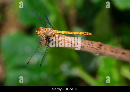 Gemeinsamen Darter (Sympetrum Striolatum), Weiblich, München, Bayern Stockfoto