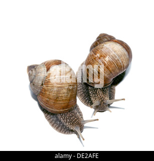 Zwei Burgunder Schnecken, römische Schnecken, essbare Schnecken oder Schnecken (Helix Pomatia) Stockfoto