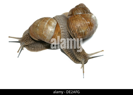 Burgunder Schnecken, römische Schnecken, essbare Schnecken oder Schnecken (Helix Pomatia), Paarung Stockfoto