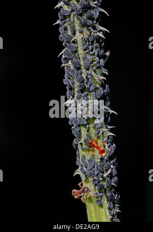 Blattläuse oder Pflanze Läuse (Aphidoidea) auf einer Distel gemolken durch Ameisen (Formidicae), München, Upper Bavaria, Bavaria, Germany Stockfoto