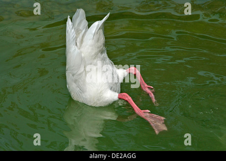 Weiße Ente Fütterung vom Boden des Teiches, Zoo Hellabrunn, München, Upper Bavaria, Bavaria, Germany Stockfoto