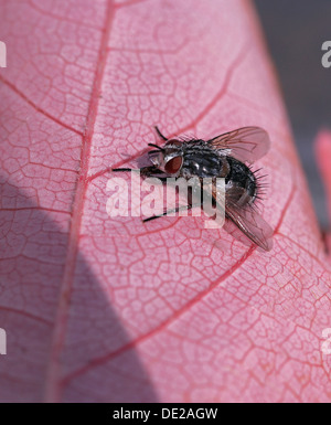 Fleisch-Fly (Sarcophagidae), thront auf einem rosa Blatt Stockfoto