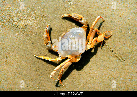 Ufer, Krabbe, europäische grüne Krabbe oder grüne Krabbe (Carcinus Maenas) auf der Nordsee Strand, Juist, Ostfriesischen Inseln, Ostfriesland Stockfoto