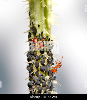 Blattläuse oder Pflanze Läuse (Aphidoidea) auf einer Distel gemolken durch Ameisen (Formidicae), München, Upper Bavaria, Bavaria, Germany Stockfoto