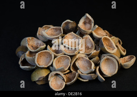 Haselnuss (Corylus Avellana); eine Haselnuss ist die Mutter von Hazel und ist auch bekannt als Cobnut oder Haselnuss Nuss nach Arten Stockfoto