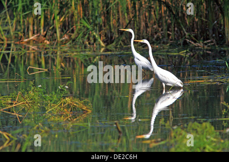 Silberreiher (Casmerodius Albus), stehen in den "Backwaters" eines Flusses Stockfoto