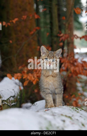 Wildkatze (Felis Silvestris), junger Mann sitzt auf einem schneebedeckten Baumstamm, Lahn-Dill-Kreis, Taunus, Hessen, Deutschland Stockfoto