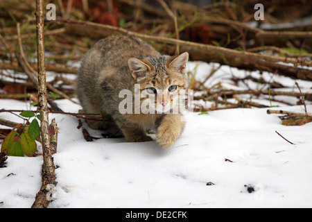 Wildcat (Felis Silvestris) schleicht sich in den Schnee, Lahn-Dill-Kreis, Taunus, Hessen, Deutschland Stockfoto