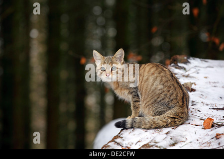 Wildkatze (Felis Silvestris), junger Mann sitzt auf einem schneebedeckten Baumstamm, Lahn-Dill-Kreis, Taunus, Hessen, Deutschland Stockfoto