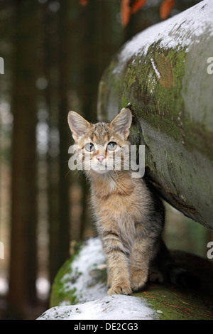 Wildkatze (Felis Silvestris), jungen männlichen Blick zwischen schneebedeckten Baumstämme, Lahn-Dill-Kreis, Taunus, Hessen Stockfoto