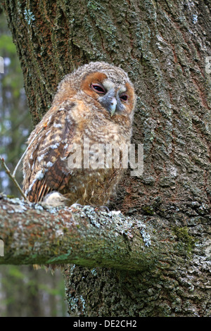 Junger Waldkauz oder braune Eule (Strix Aluco) thront auf einem Baum, Solms, Lahn-Dill-Kreis, Westerwald, Hessen, Deutschland Stockfoto