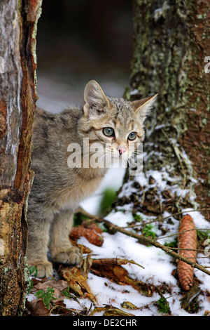 Wildkatze (Felis Silvestris), jungen männlichen Blick hinter einem Baumstamm, Lahn-Dill-Kreis, Taunus, Hessen, Deutschland Stockfoto