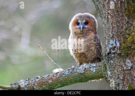 Junger Waldkauz oder braune Eule (Strix Aluco) thront auf einem Baum, Solms, Lahn-Dill-Kreis, Westerwald, Hessen, Deutschland Stockfoto