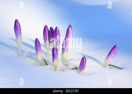 Lila Feder Krokusse oder riesige Krokusse (Crocus Vernus), geschlossenen Blüte im Schnee, Westerwald, Solms, Hessen, Deutschland Stockfoto