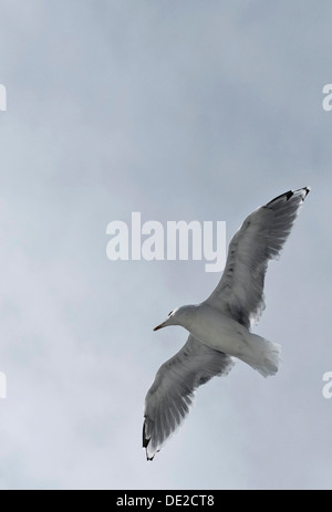 Gemeinsamen Möwe oder Mew Gull (Larus Canus), im Flug Stockfoto