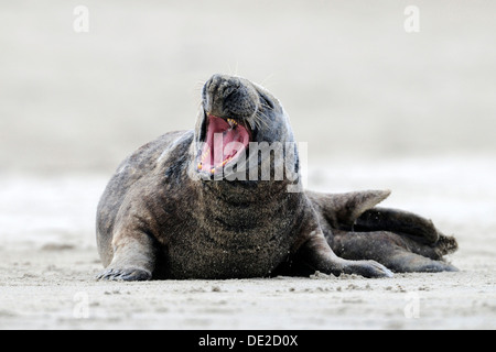 Graue Dichtung (Halichoerus Grypus) mit offenem Mund, Insel im Ozean, Helgoland, Schleswig-Holstein Stockfoto