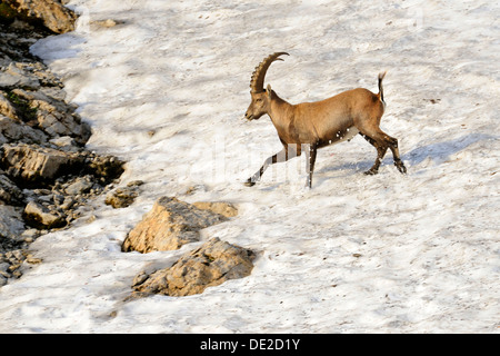 Alpensteinbock (Capra Ibex), läuft über ein Schneefeld Stockfoto