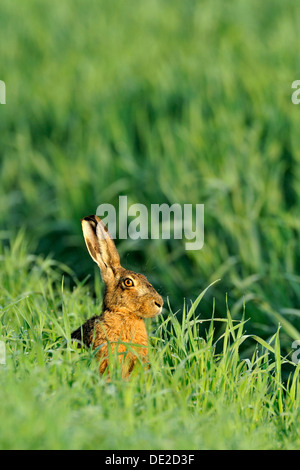 Feldhase (Lepus Europaeus), sitzen in hohe Gräser Stockfoto